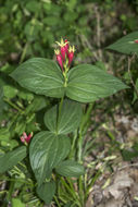 Plancia ëd Spigelia marilandica (L.) L.