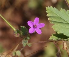 Image of Mediterranean stork's bill