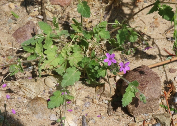 Imagem de Erodium malacoides (L.) L'Her.