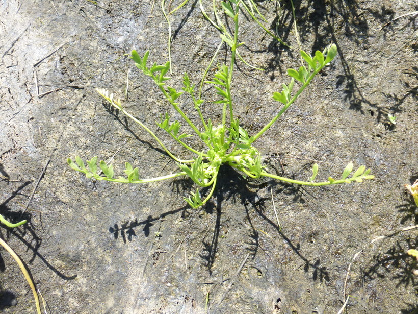 Imagem de Limnanthes douglasii subsp. nivea (C. T. Mason) C. T. Mason