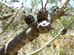 Image of Melaleuca nesophila F. Müll.