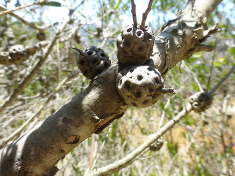 صورة Melaleuca nesophila F. Müll.