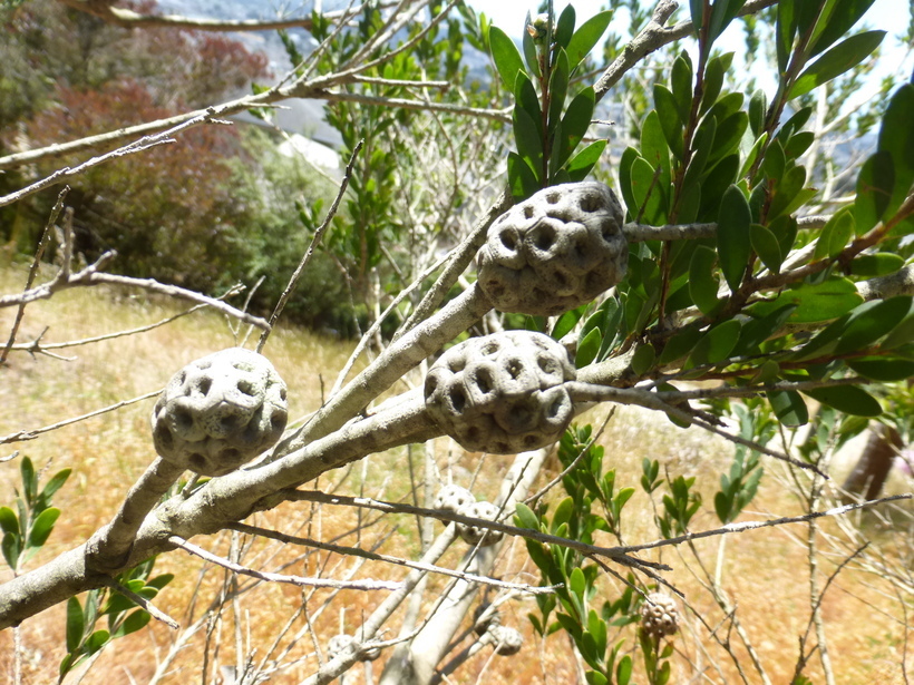 Image of Melaleuca nesophila F. Müll.