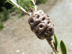 Image of Melaleuca nesophila F. Müll.