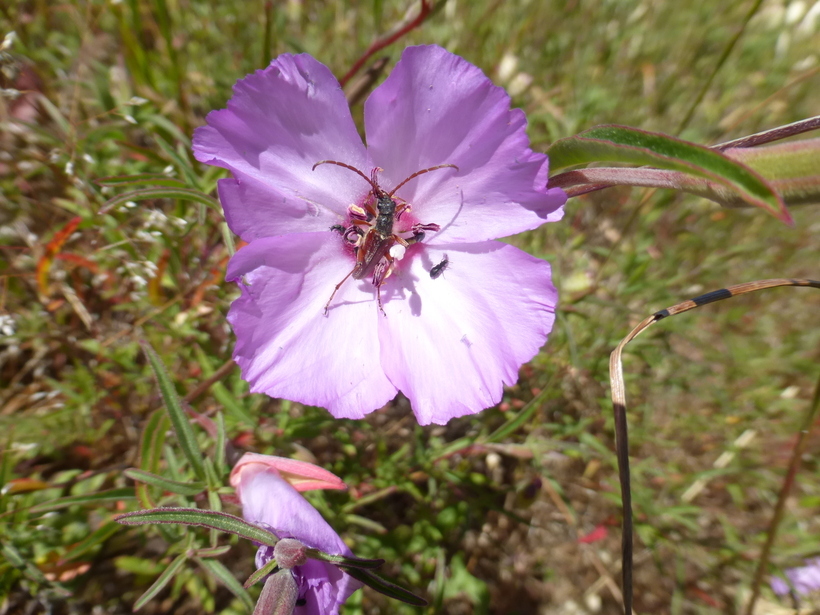 Image of ruby chalice clarkia