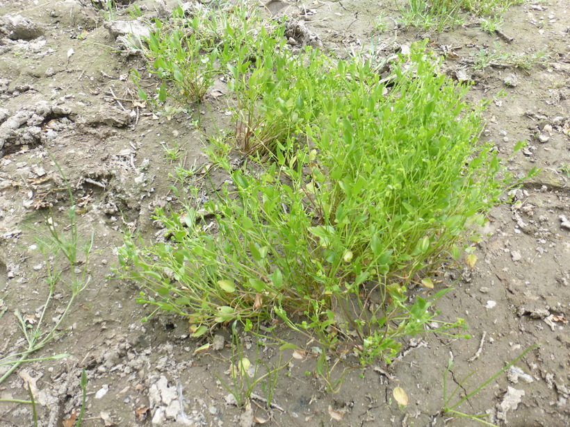 Image of Carter's buttercup