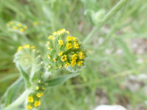 Amsinckia menziesii (Lehm.) A. Nels. Macbr. resmi