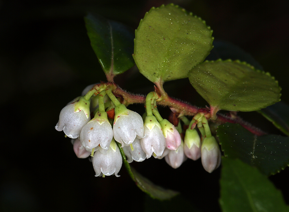 Image of evergreen huckleberry