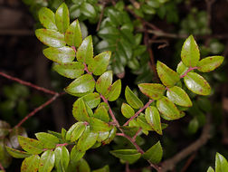 Image of evergreen huckleberry