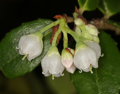 Image of evergreen huckleberry