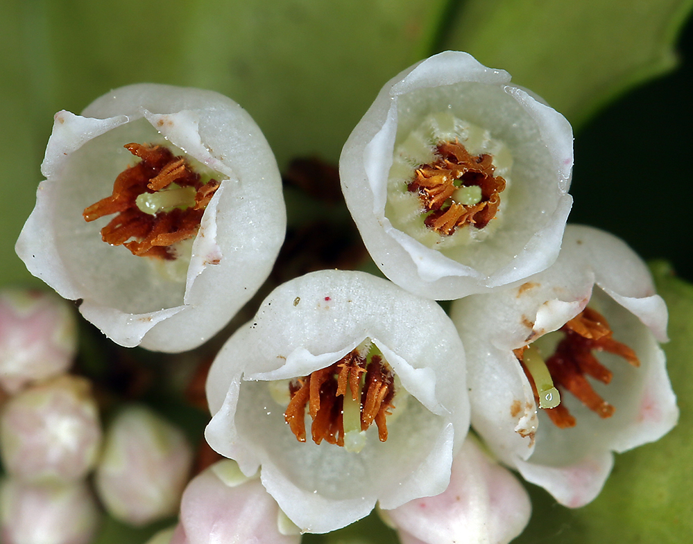 Image of evergreen huckleberry