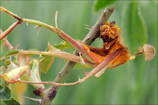 صورة Phragmidium mucronatum (Pers.) Schltdl. 1824