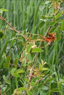 Image of Phragmidium mucronatum (Pers.) Schltdl. 1824