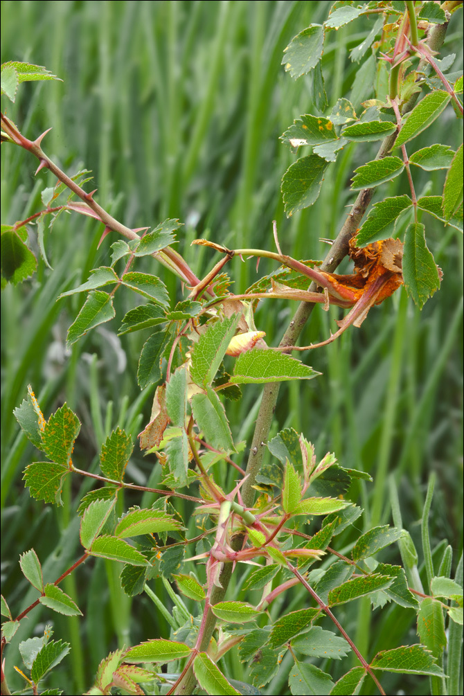 Imagem de Phragmidium mucronatum (Pers.) Schltdl. 1824