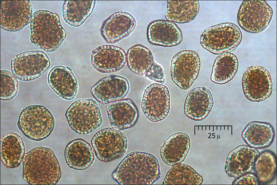 Phragmidium mucronatum (Pers.) Schltdl. 1824的圖片