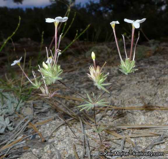 Image of Mojave linanthus