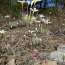Image of Mojave linanthus