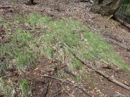 Image of pinegrass