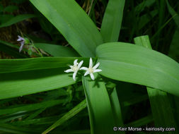 Imagem de Maianthemum stellatum (L.) Link