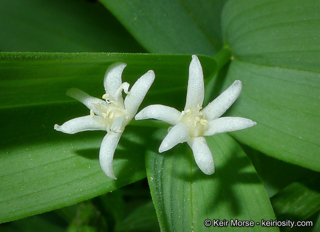 Imagem de Maianthemum stellatum (L.) Link