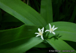 Imagem de Maianthemum stellatum (L.) Link