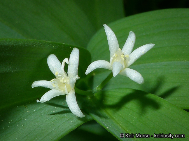 Imagem de Maianthemum stellatum (L.) Link