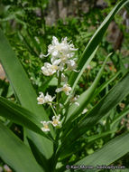 Imagem de Maianthemum stellatum (L.) Link