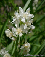 Imagem de Maianthemum stellatum (L.) Link