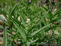 Imagem de Maianthemum stellatum (L.) Link