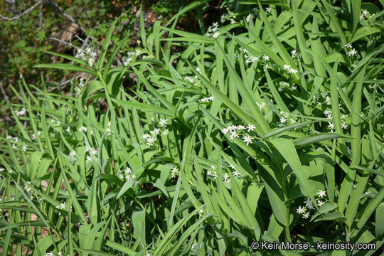 Imagem de Maianthemum stellatum (L.) Link