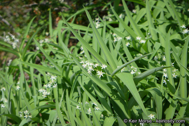 Imagem de Maianthemum stellatum (L.) Link