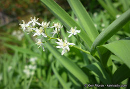 Imagem de Maianthemum stellatum (L.) Link