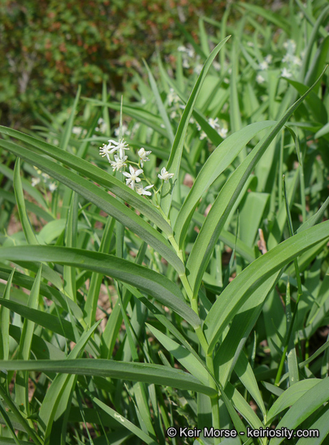 Imagem de Maianthemum stellatum (L.) Link