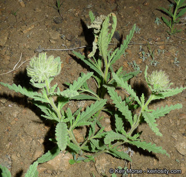 Image of Rothrock's fiddleleaf