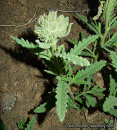 Image of Rothrock's fiddleleaf