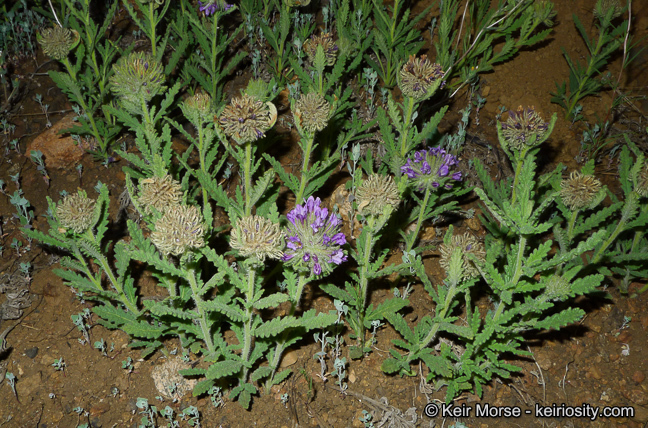 Image of Rothrock's fiddleleaf