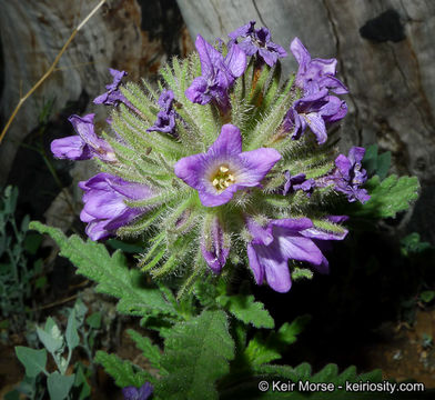 Image of Rothrock's fiddleleaf