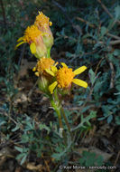 Image of Tehachapi ragwort