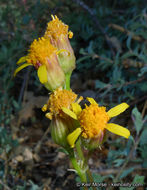 Image of Tehachapi ragwort