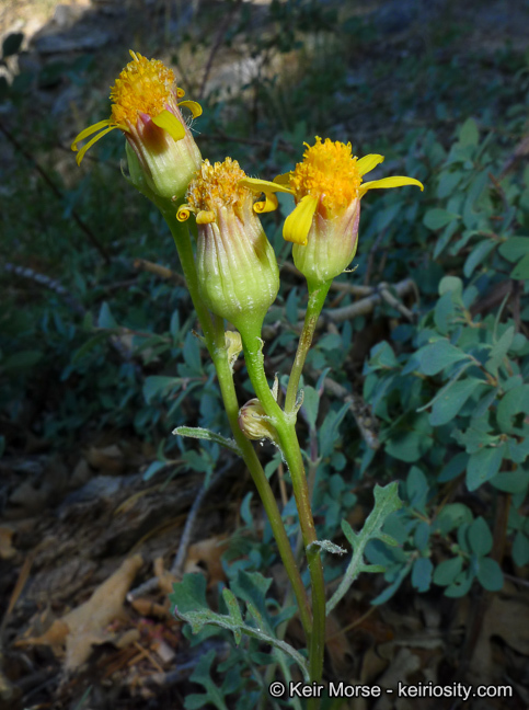 Image of Tehachapi ragwort