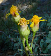 Image of Tehachapi ragwort