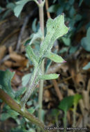 Image of Tehachapi ragwort