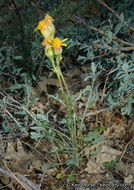 Image of Tehachapi ragwort