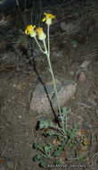 Image of Tehachapi ragwort