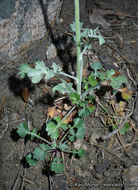 Image of Tehachapi ragwort