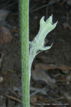 Image of Tehachapi ragwort