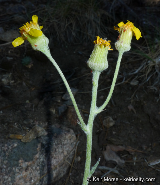 Image of Tehachapi ragwort