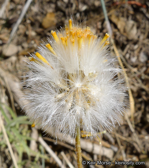 Image of Tehachapi ragwort