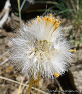 Image of Tehachapi ragwort