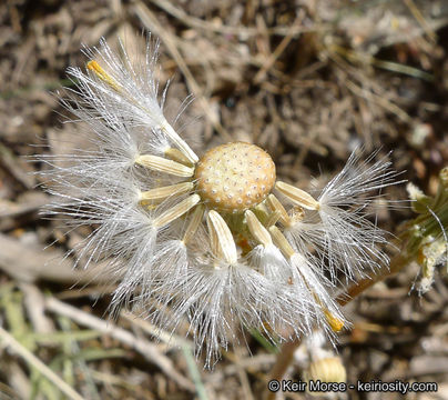 Image of Tehachapi ragwort